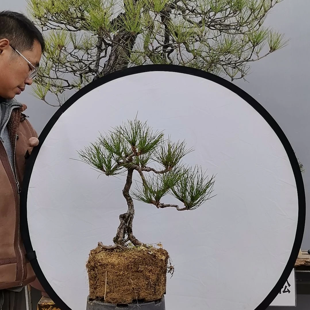 大***祝无花朵黄山松盆景