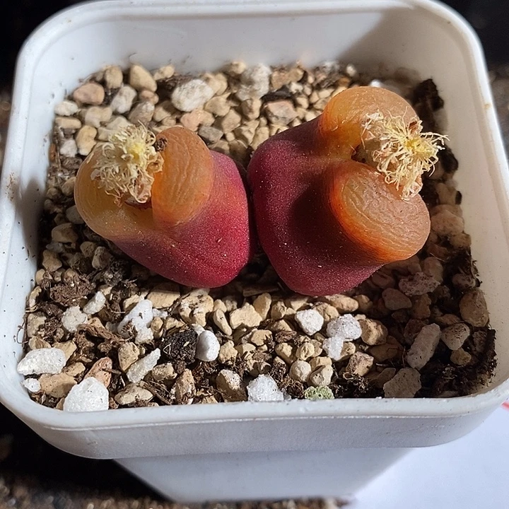 2375。    嘟嘴丝绒紫红双头。