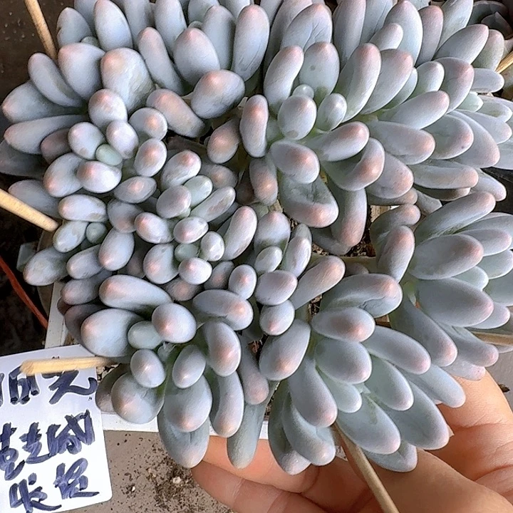 多肉植物一物一拍