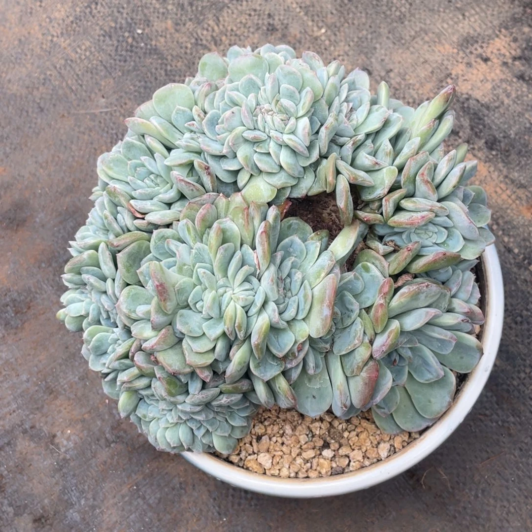 ·***˗多肉植物一物一拍，糖宝