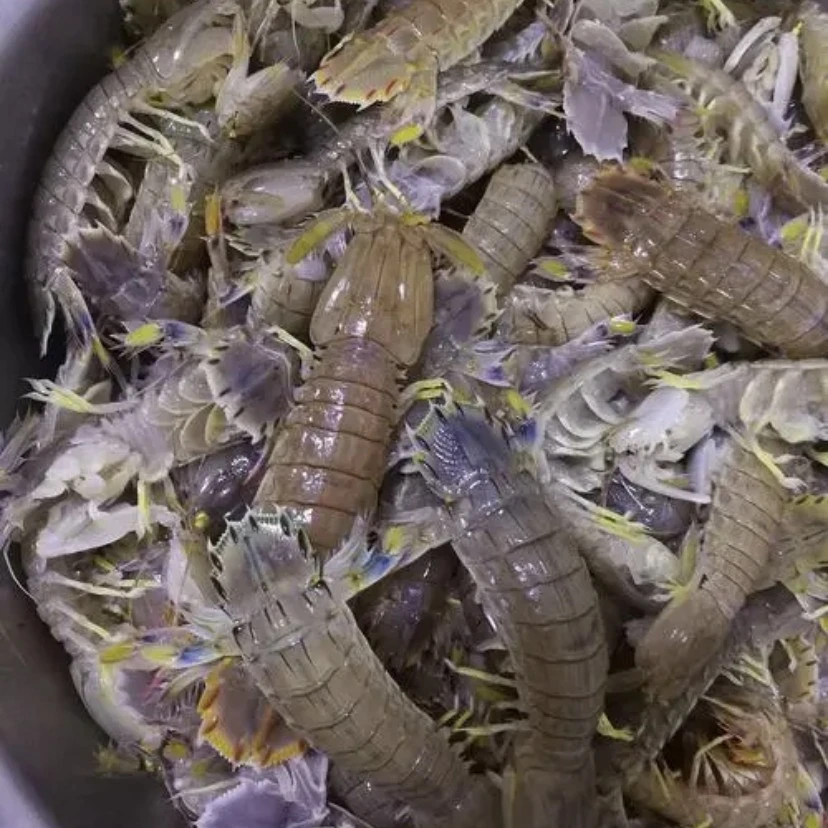 皮皮虾1000克，宁波发出收到不包活介意勿拍