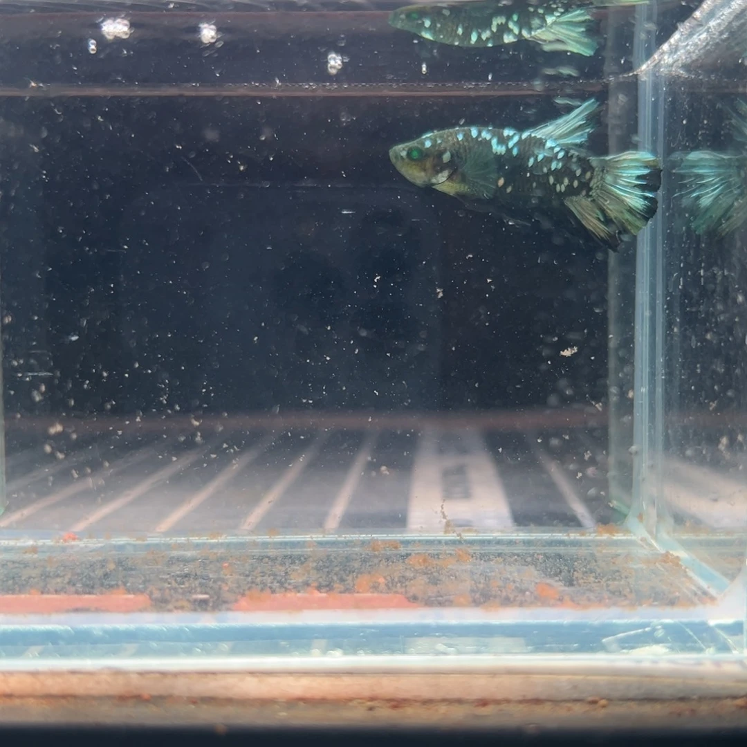 海水鱼热带鱼斗鱼6号