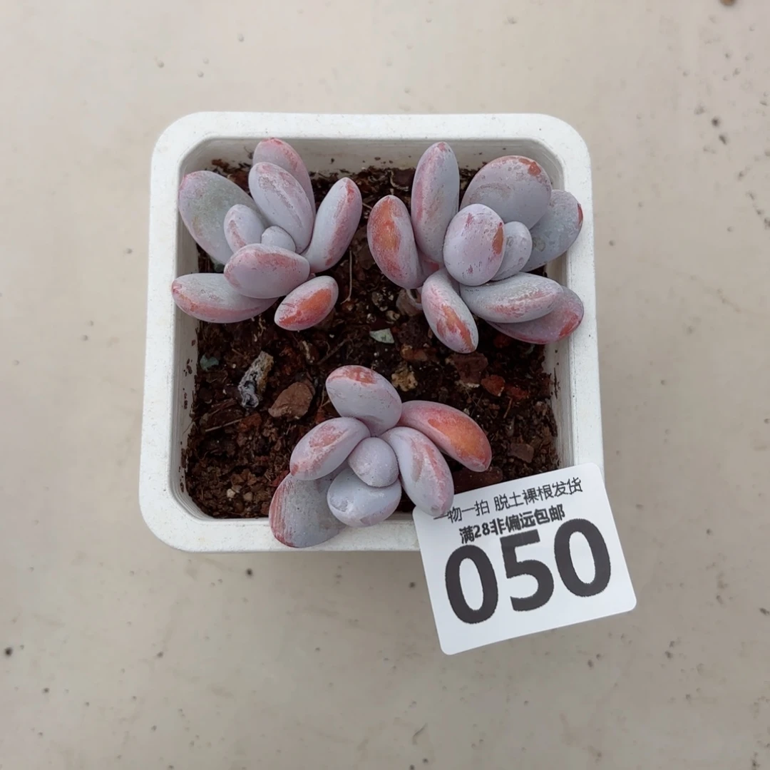 大***媛雪美人老桩无盆土发货