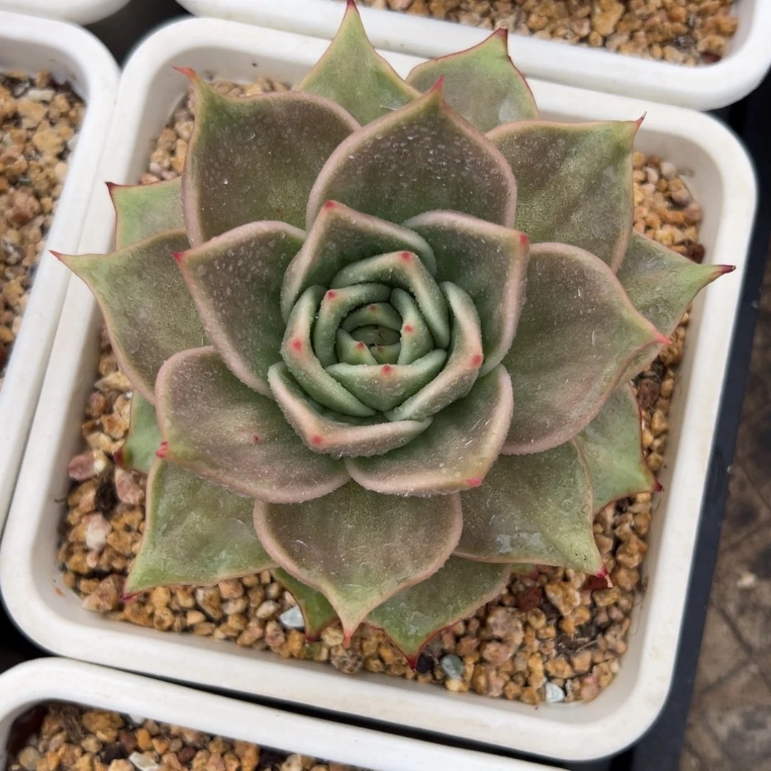 多肉植物一物一拍019