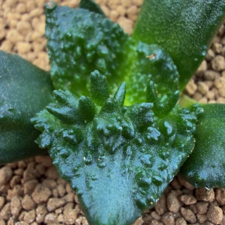 无敌6位数起的王者苗