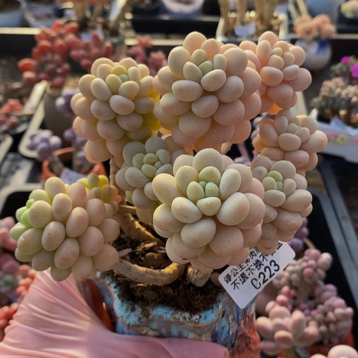 洛可可老桩11cm223多肉植物