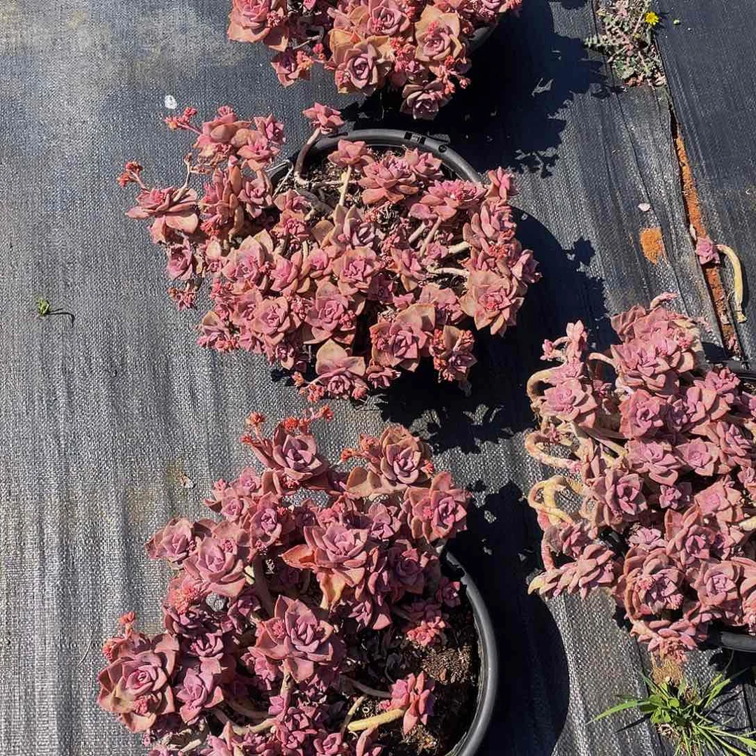 彩虹糖39.8多肉群生老桩