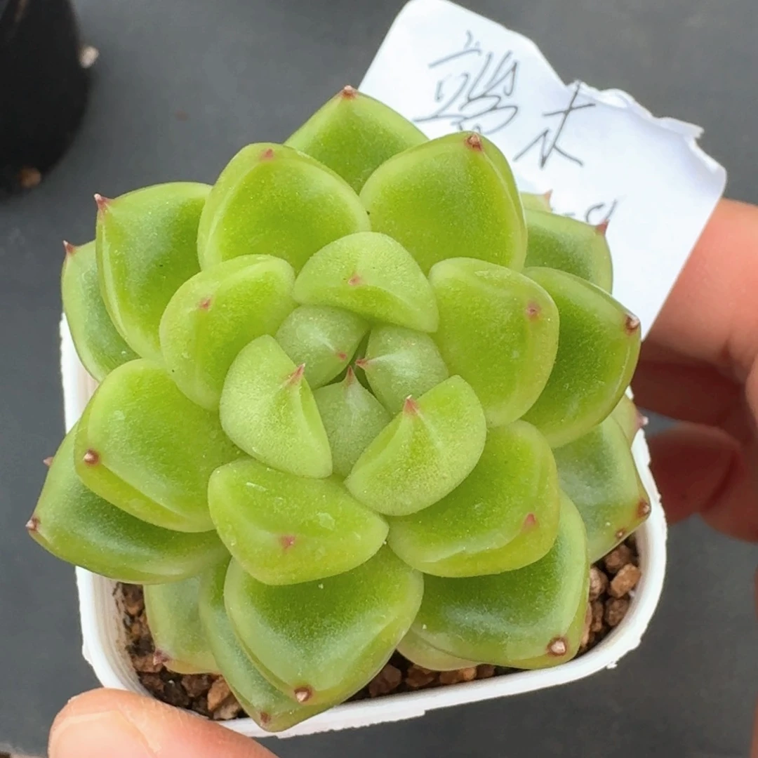 端**雪空灵珍妮         多肉植物