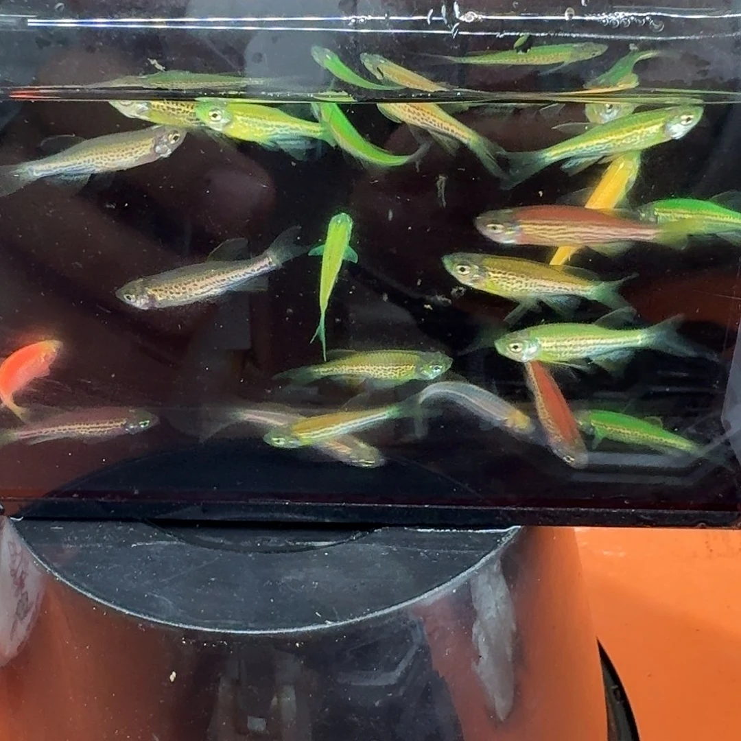 斑马鱼2组包邮1.5-2cm豹纹蝶翼斑马苗子10条