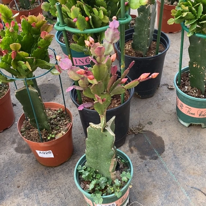 大部分花苞少量开放075嫁接037