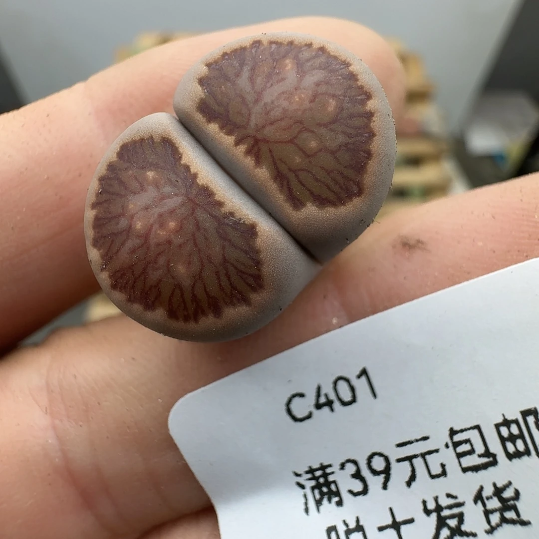 401多肉哈哈哈哈哈哈哈