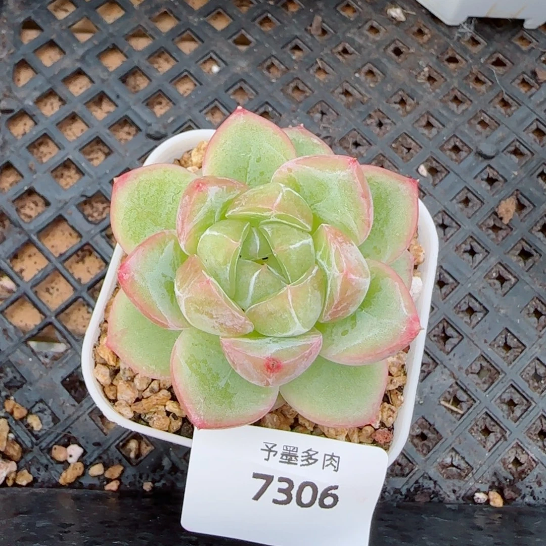 璇玑珍妮，7306多肉葡萄