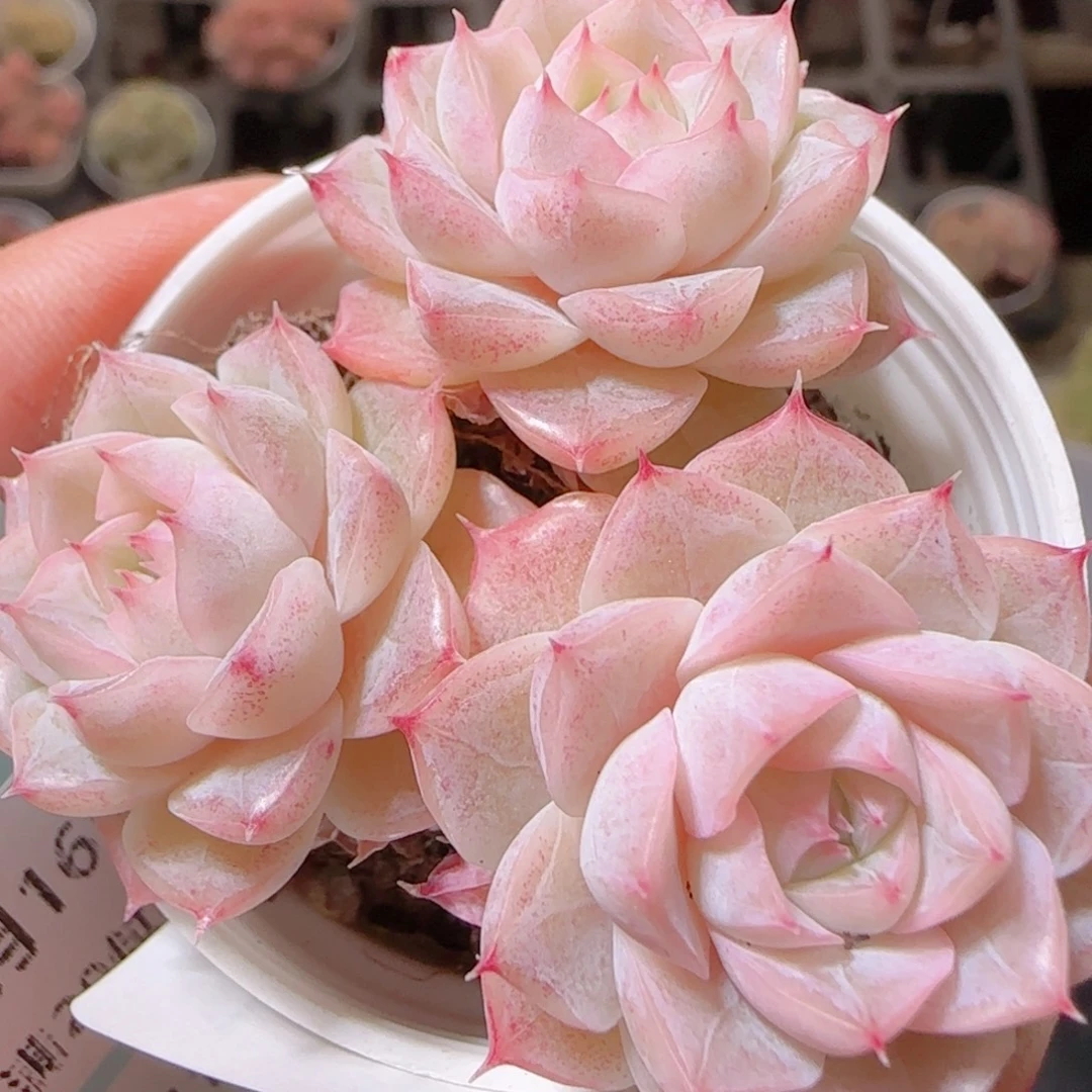 花语多肉1216-110散