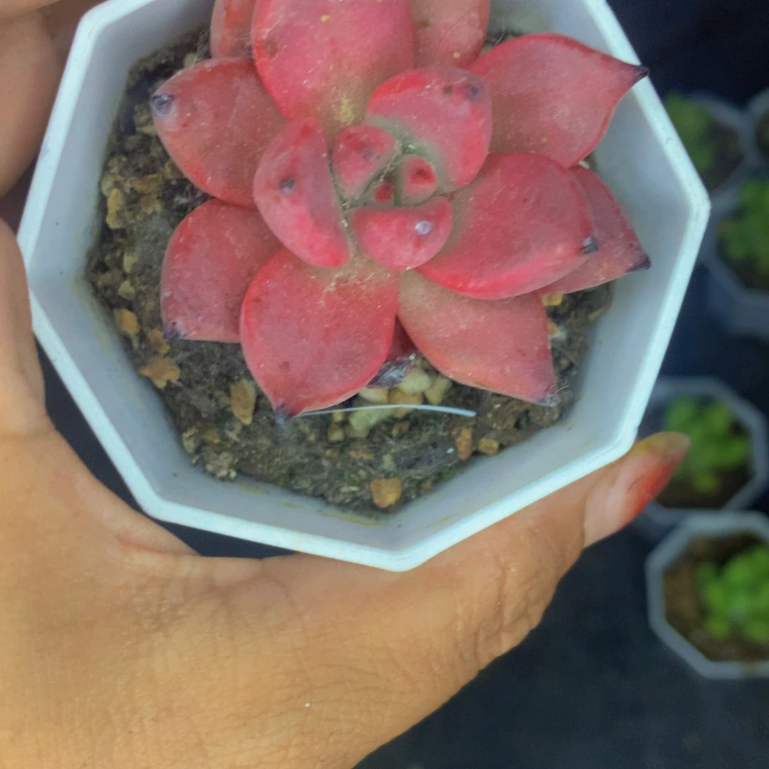 罗密欧。（满9.99包邮不满9.99发叶子）