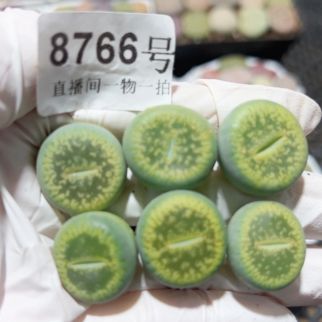 8766 好养易活生石花大母本6个