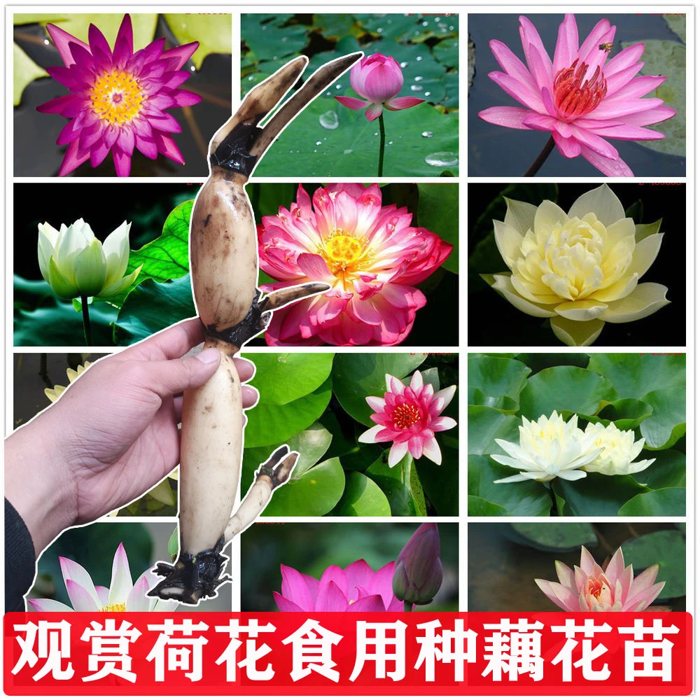 荷花苗现挖可食用种藕苗池塘鱼塘水缸易活开花水培水养水生植物