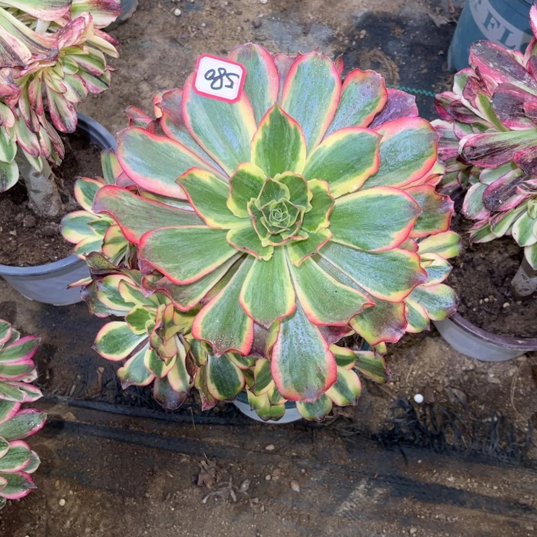 580多肉植物魅影捧花