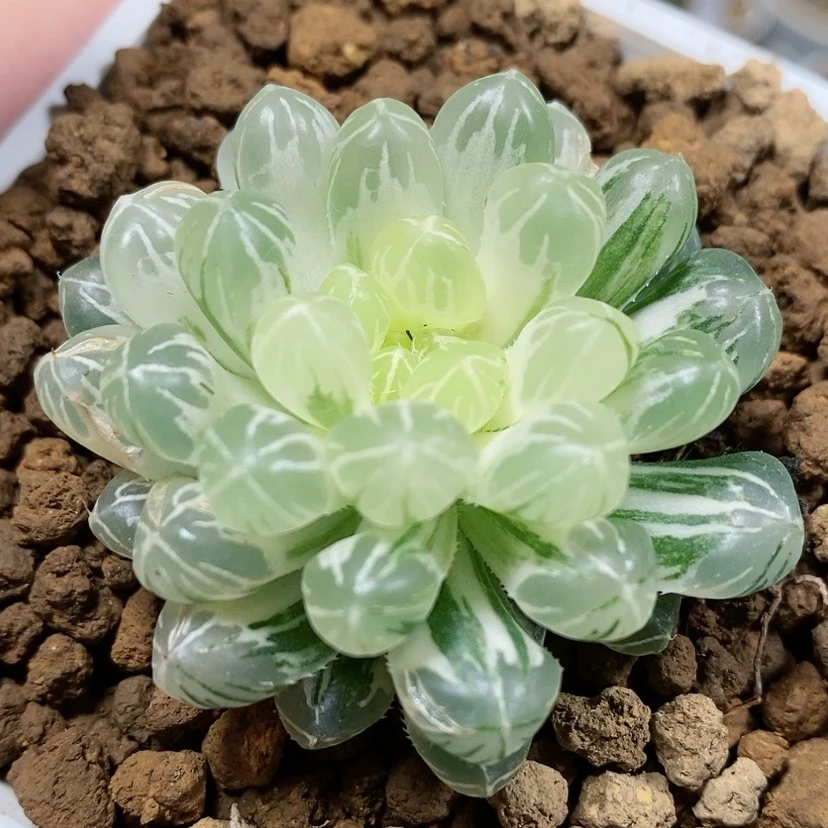 【闪购商品】42宫灯糊斑