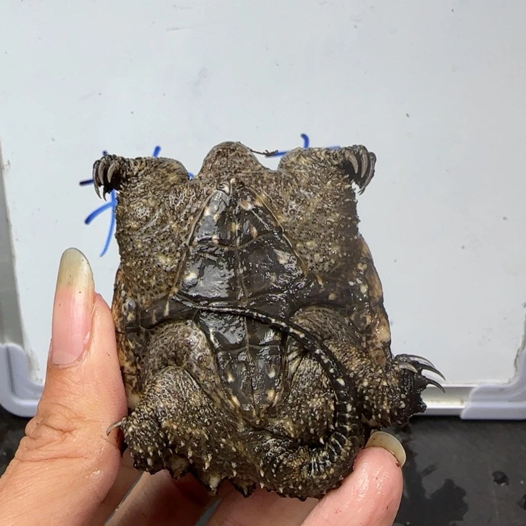 宠物龟不分公母The