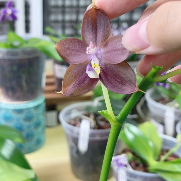 完全开放K2213-908