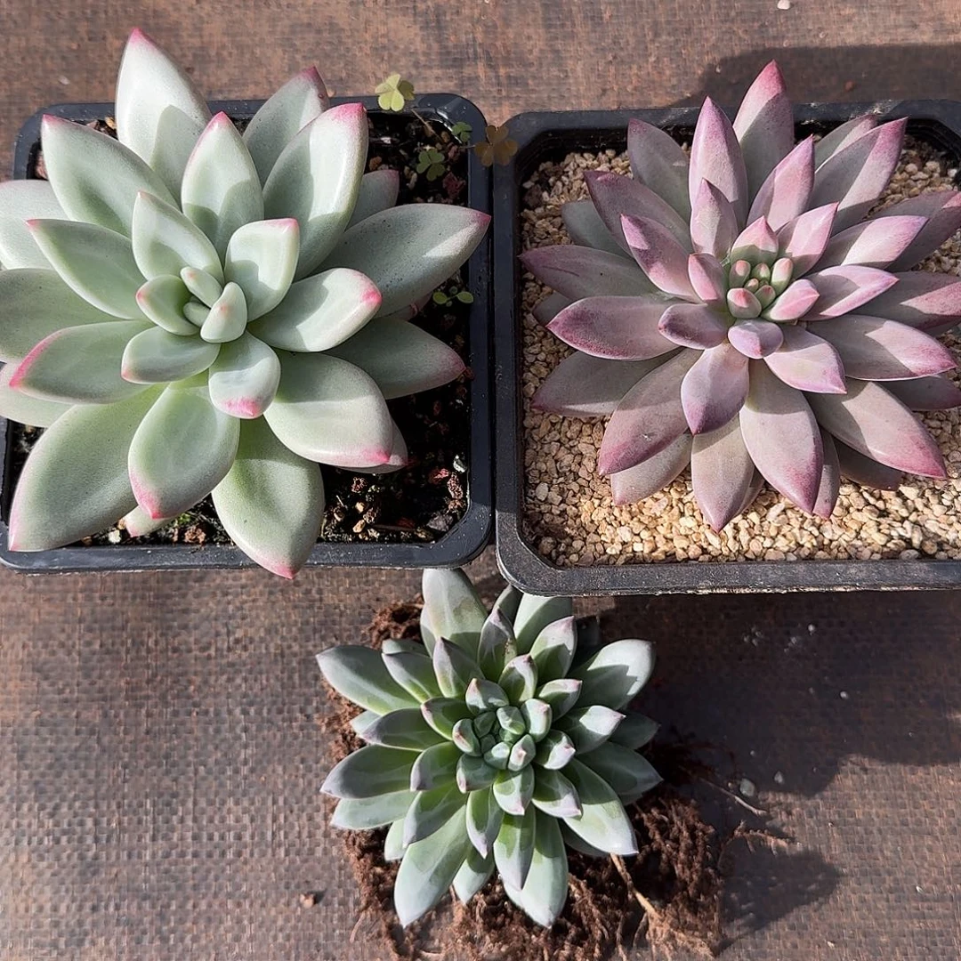 清河发货赫本虞美人组合