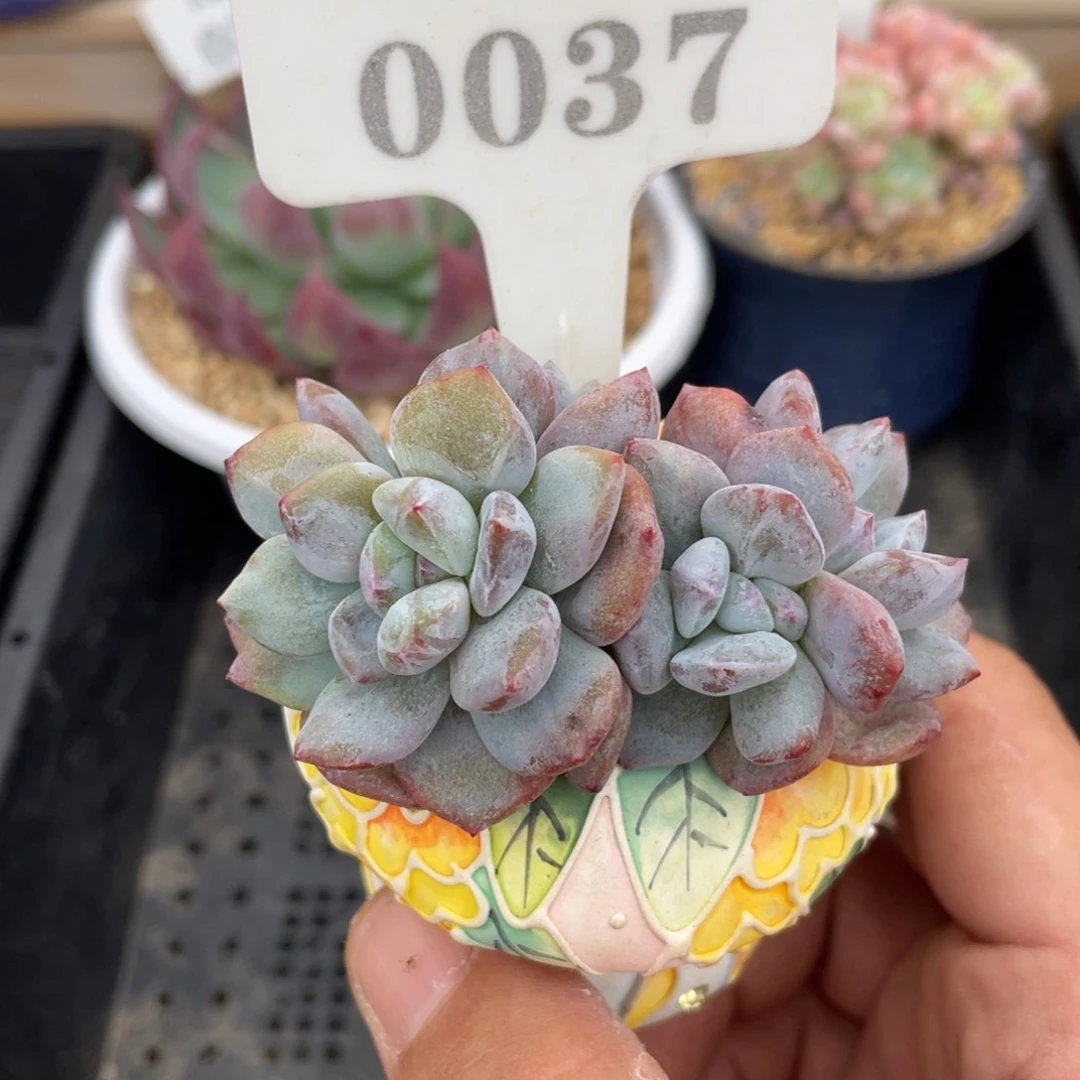0037橙子石化不带盆7厘米