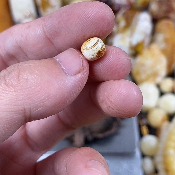 裸石琥珀未镶嵌我