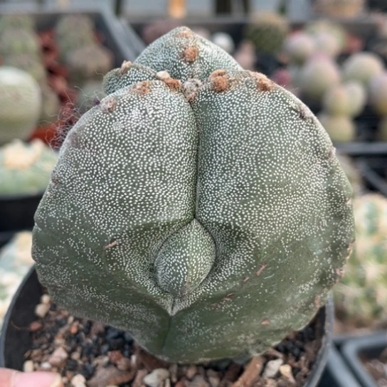 当前无花栽培后可以开花实生大三角