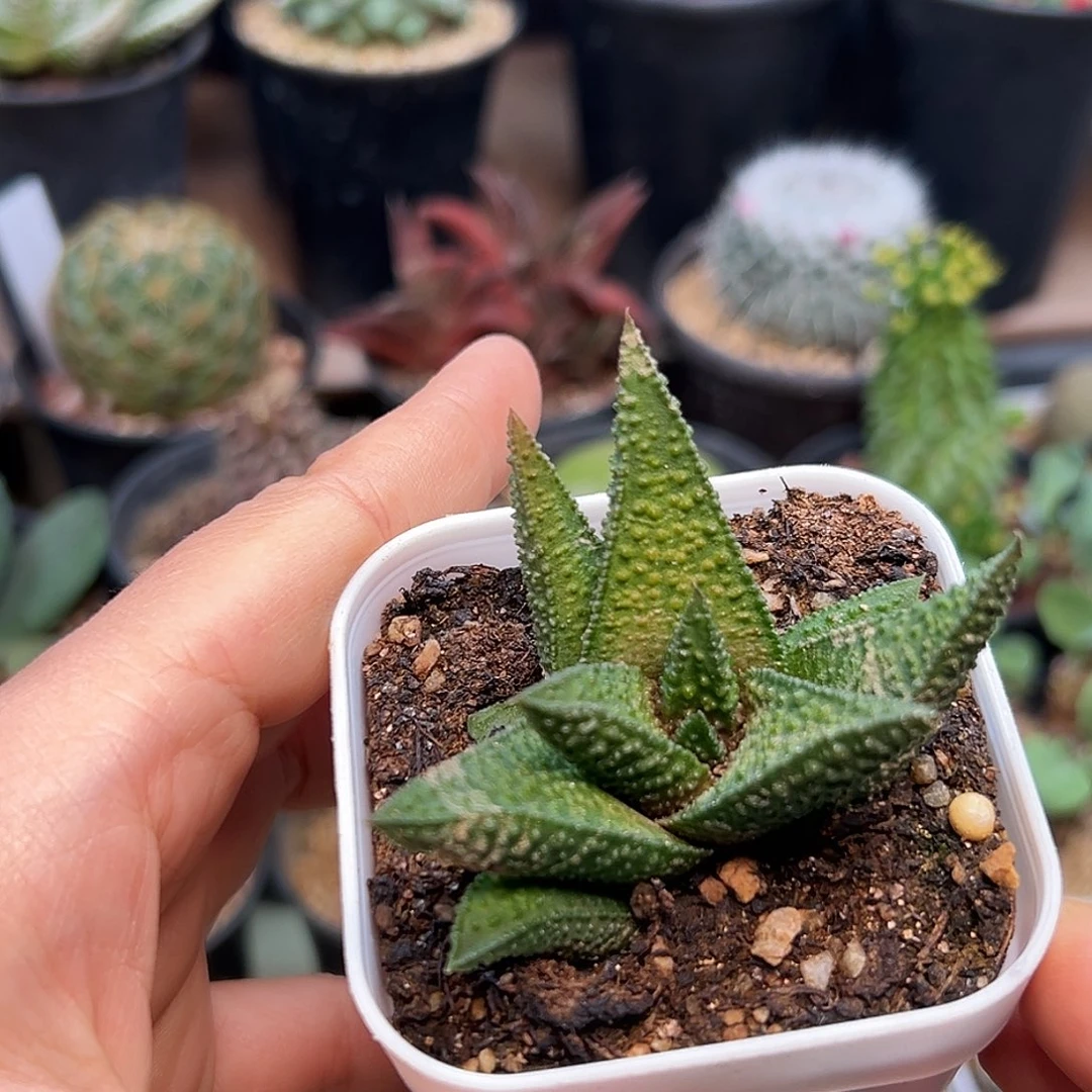 好品种硬叶十二卷一颗