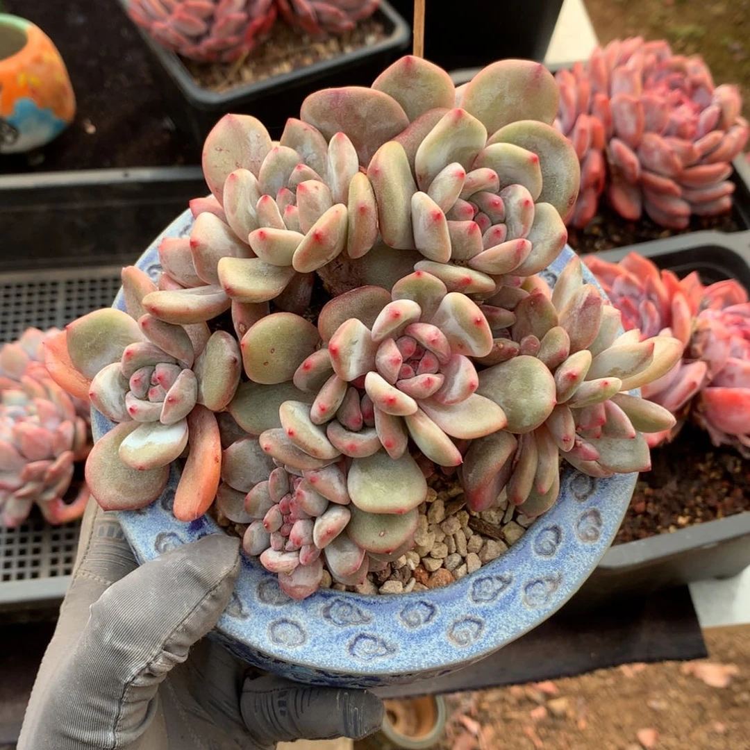 凉**…哈哈哈哈哈哈哈哈