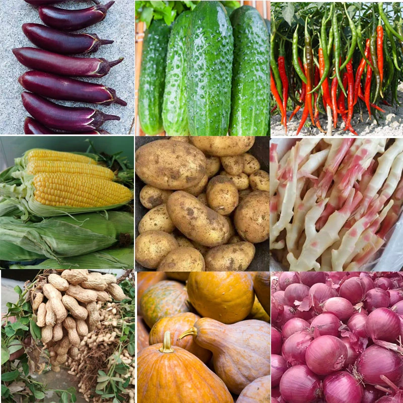 代卖农家蔬菜瓜果黄瓜茄子土豆等