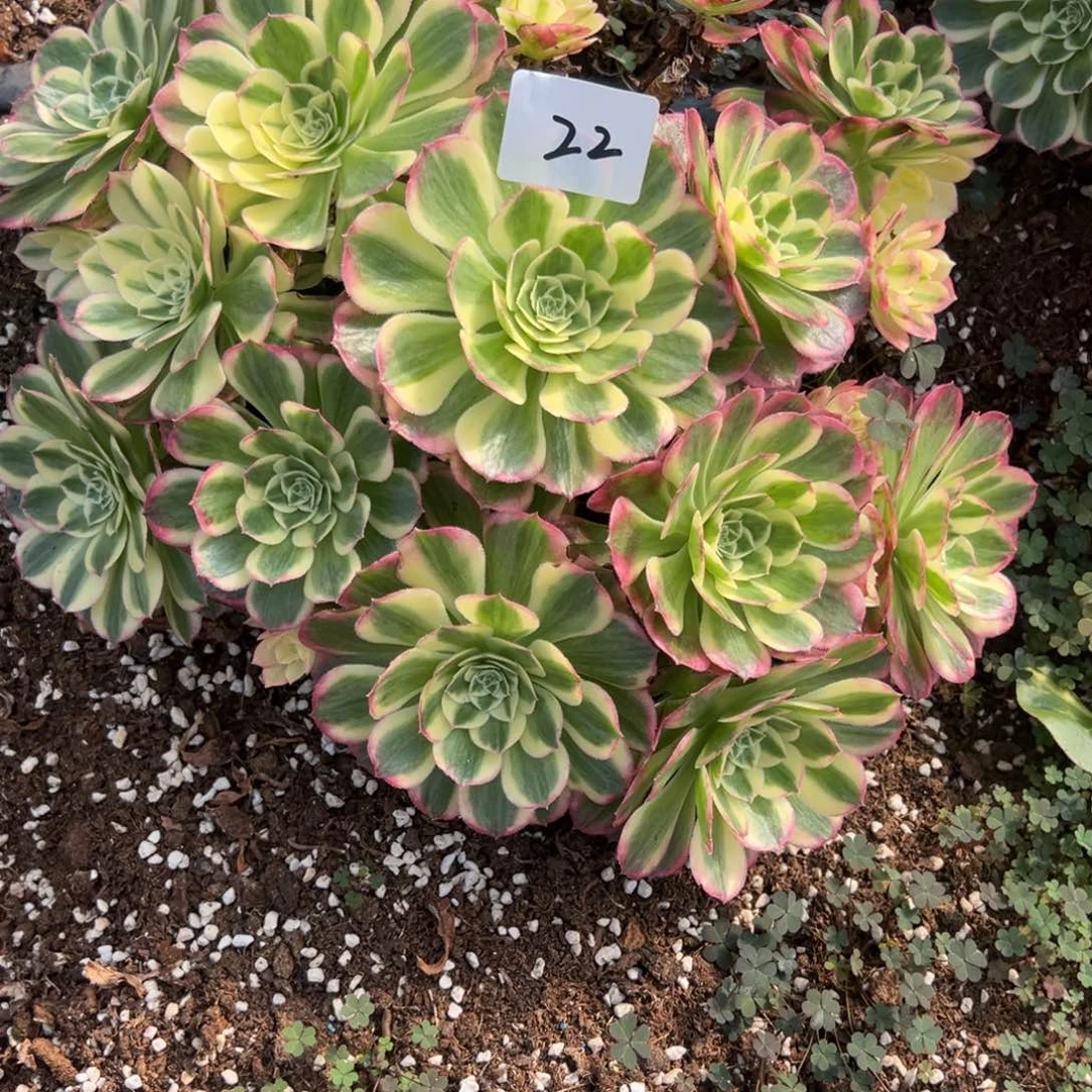 阿*精品多肉植物022