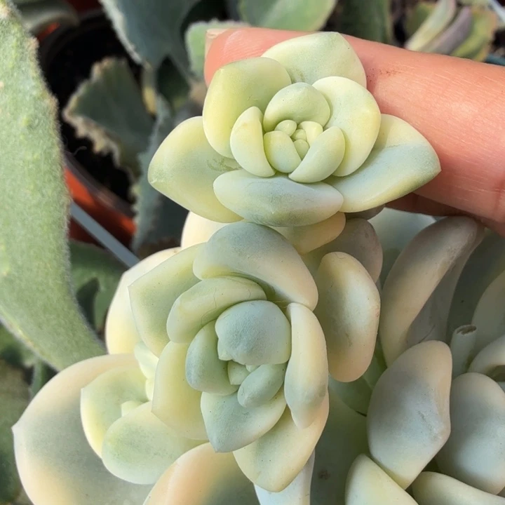 9.9一根望舒锦花剑