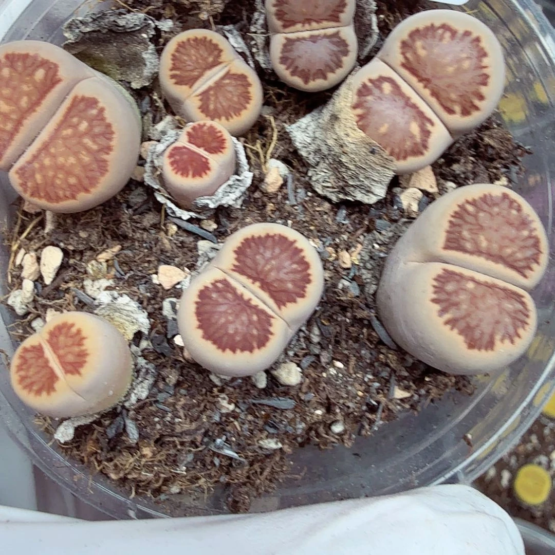 好喜欢你这个造型诶211