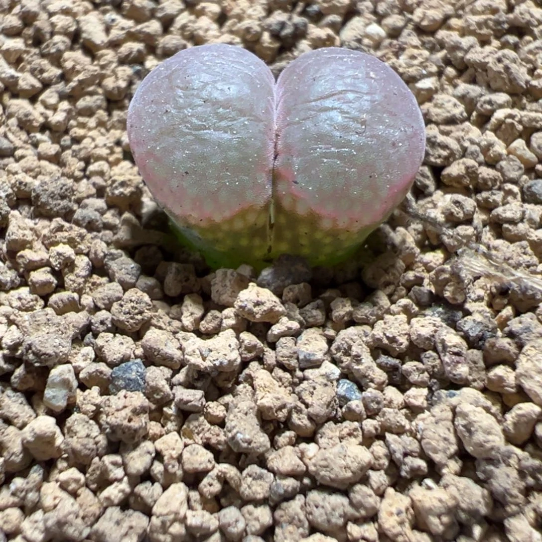 21-249帕法德风铃多肉植物