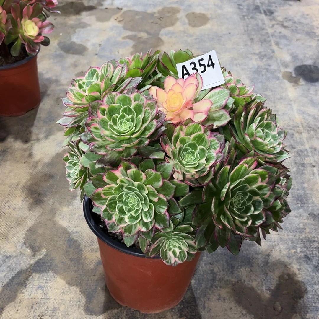 多肉植物万花筒354多肉