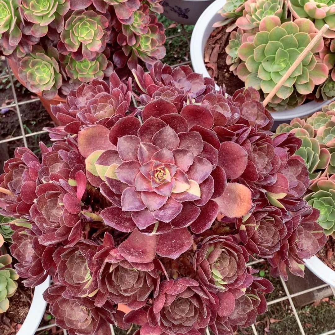 花花公子，多肉植物