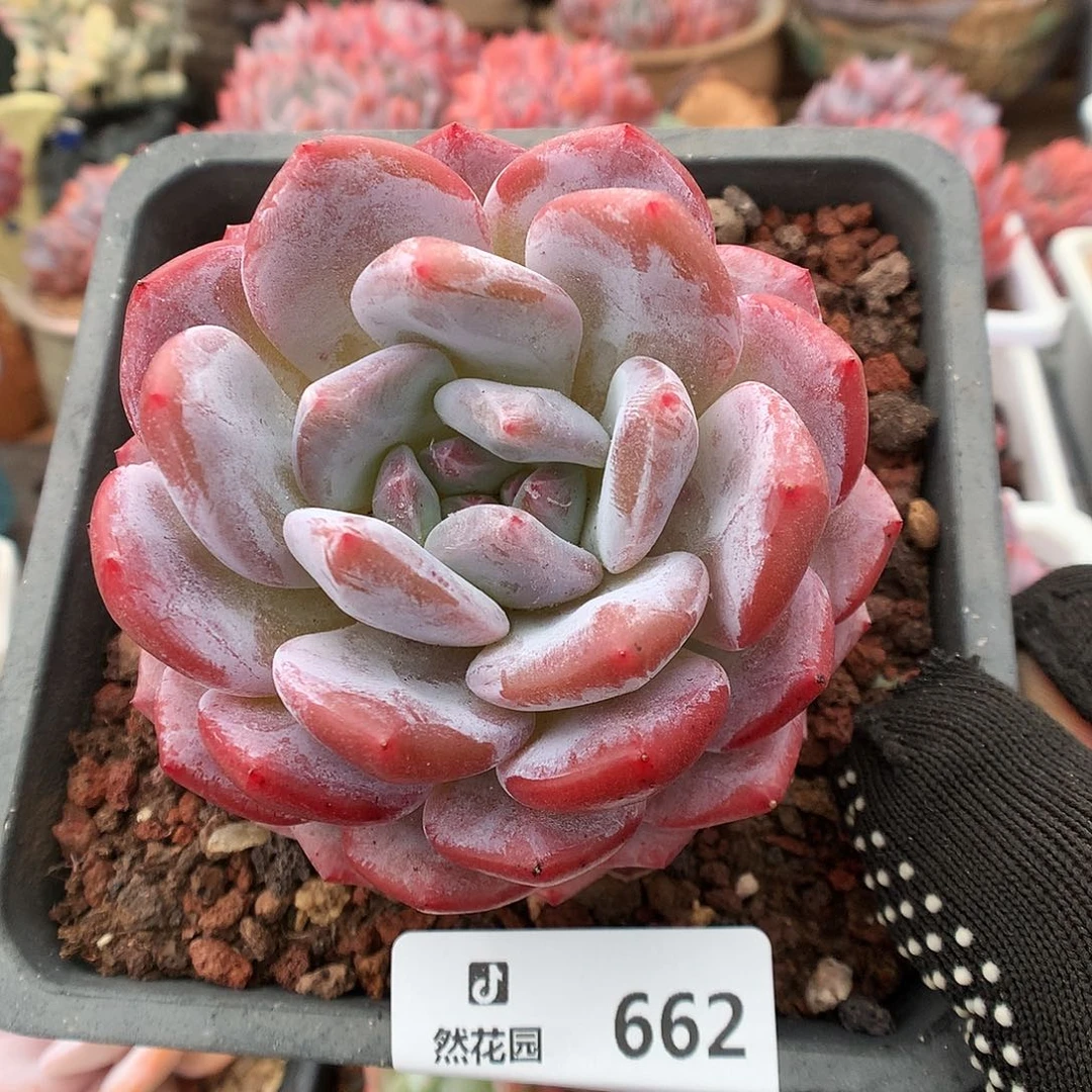 662梦露多肉植物6666