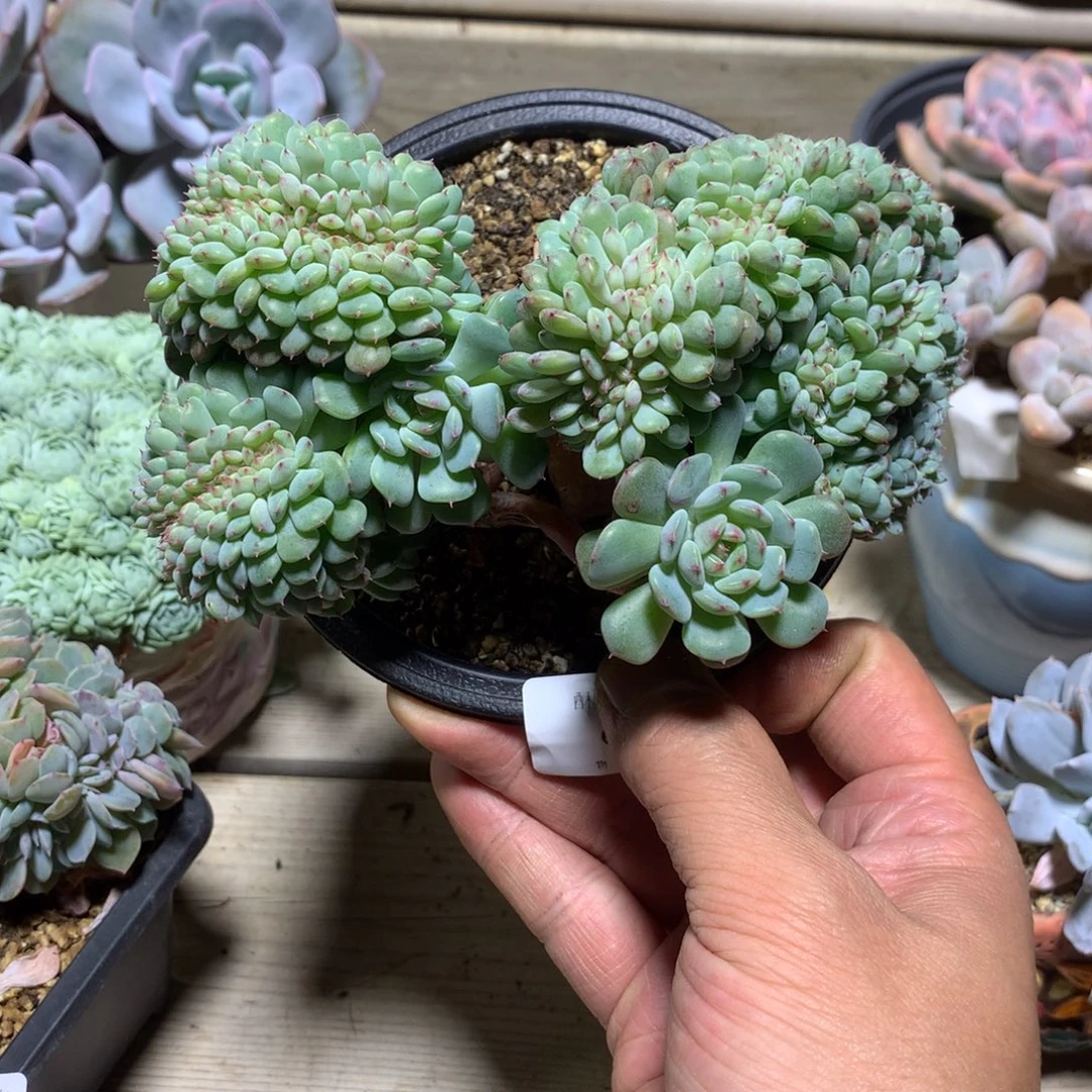 6534白胖子缀化小树13.5厘米