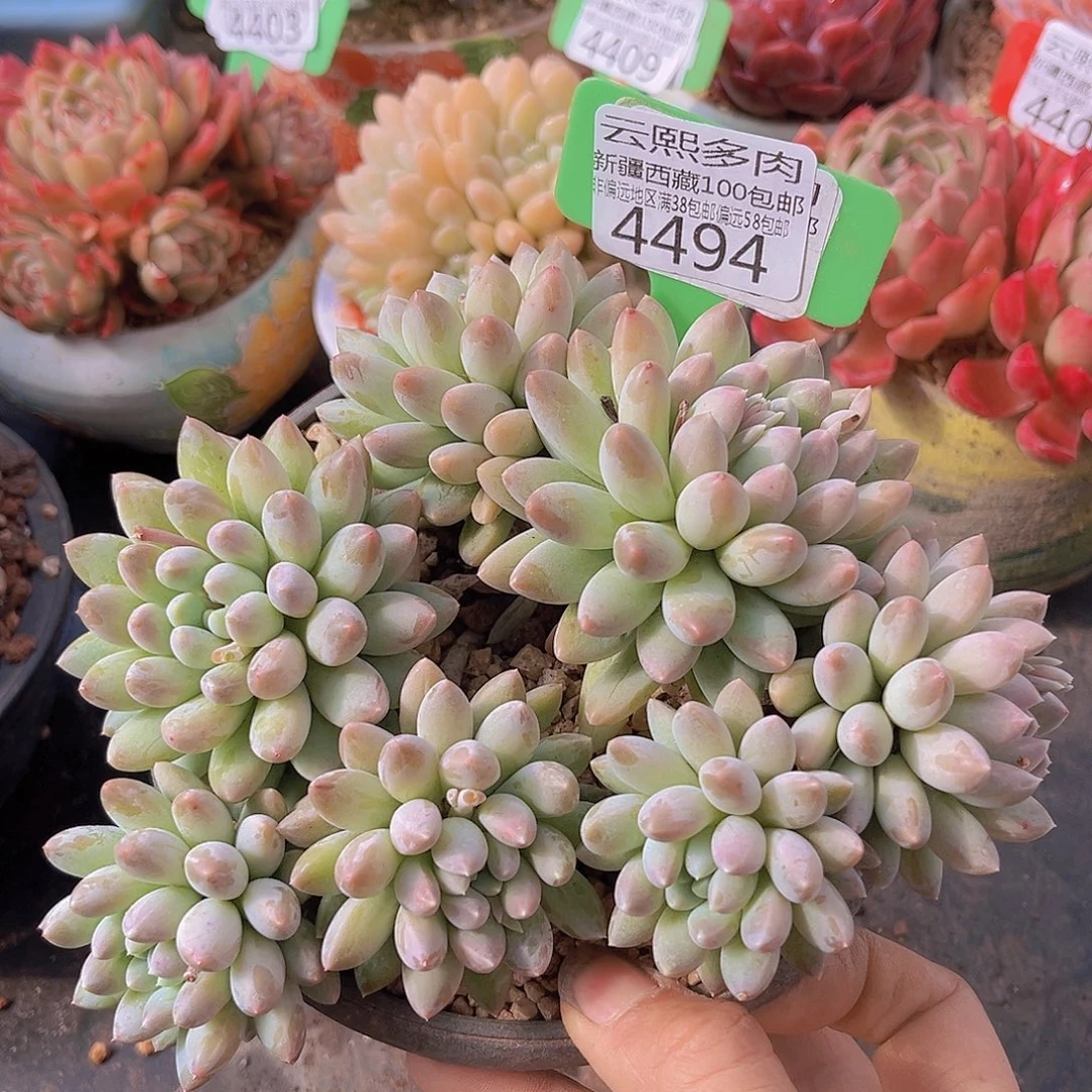 4494奶糖多肉植物