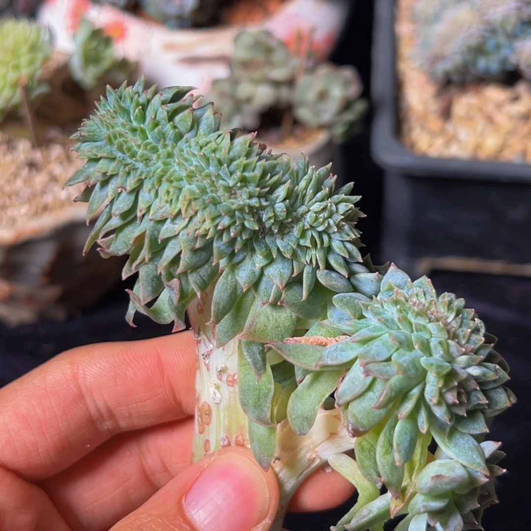 新年快乐 新年快乐