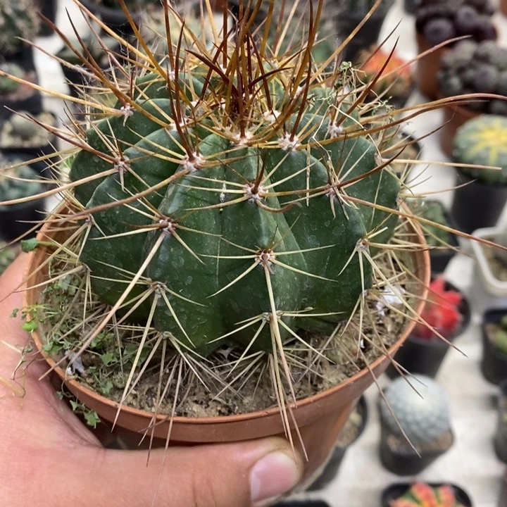 实生赫云特价福利