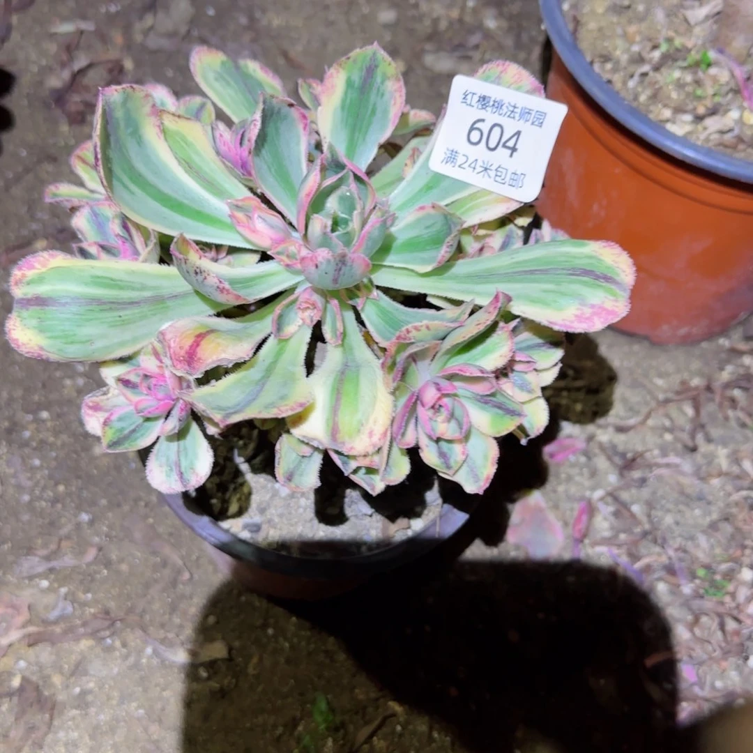 青花瓷法师多肉604