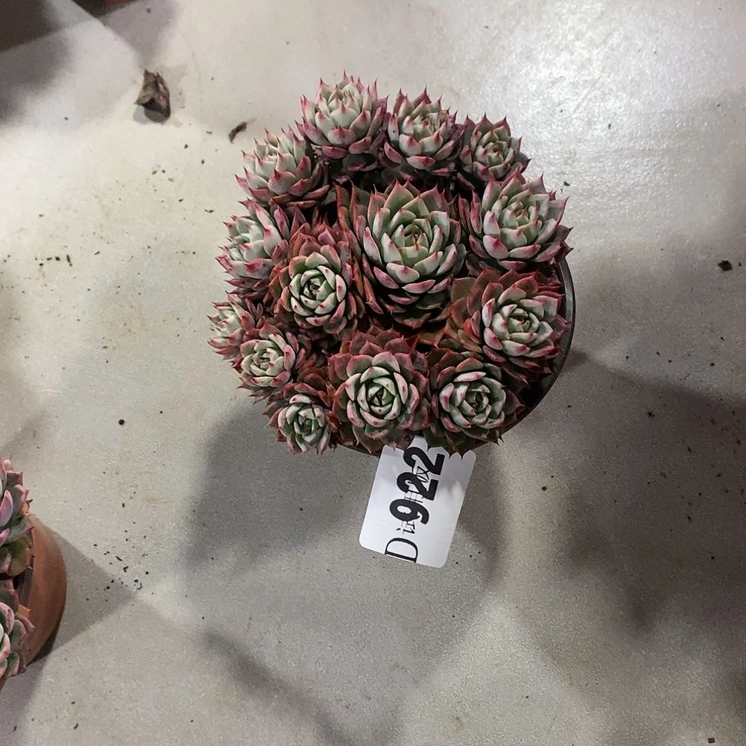 寶****ｇ922林杰安娜多肉植物