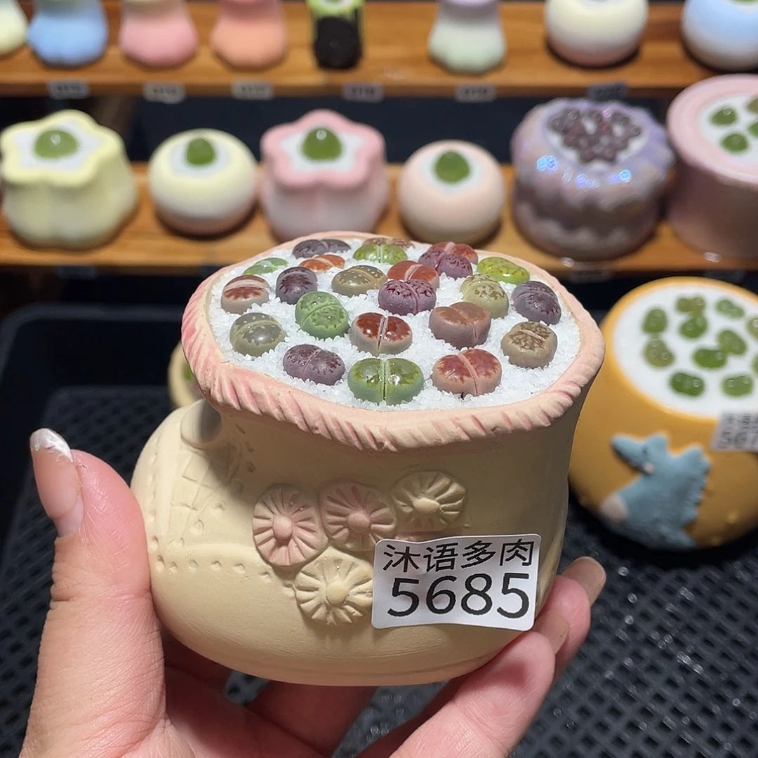 *****带盆土植物 一物一拍5685