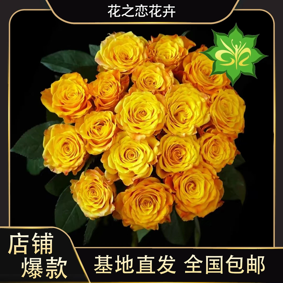 金色海岸玫瑰   居家办公优选《东北基地发货》