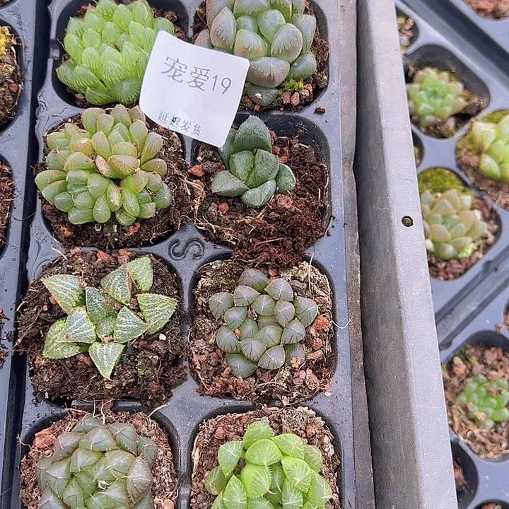 直播福利一物一拍19