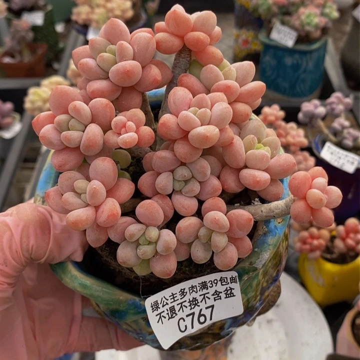 鱼子酱老桩10cm767多肉植物