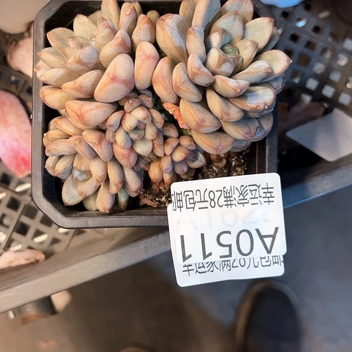 幸运的是我的朋友们都在这里