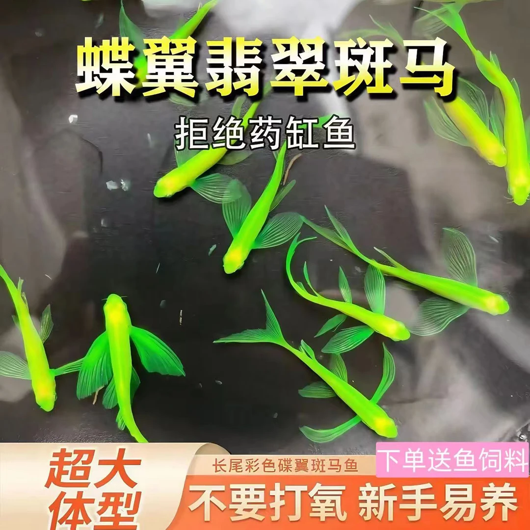 蝶翼斑马长鳍长尾淡水小型热带鱼耐养颜色翡翠龙凤养鱼混养发货
